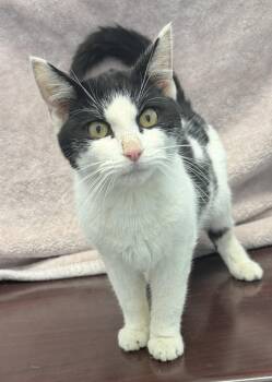 Domestic Short Hair Cats Available for Adoption in Elkins, West Virginia - Jimmy | PetCurious