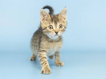 HOOK -  Domestic Short Hair Cat for Adoption in Phoenix, Arizona - HOOK | PetCurious
