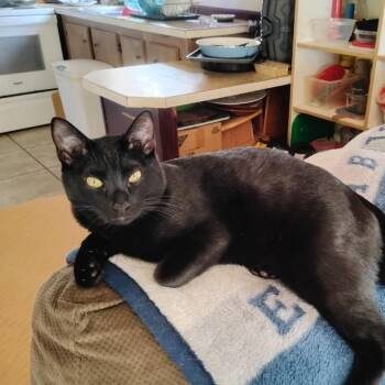 Domestic Short Hair Cats Available for Adoption - Boo Boo | PetCurious