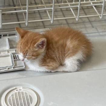 Sunny -  Domestic Short Hair Cat for Adoption in Tallahassee, Florida - Sunny | PetCurious