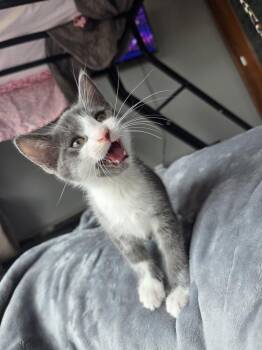 Domestic Short Hair Cats Available for Adoption - Claudio | PetCurious