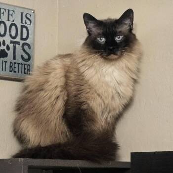 Tater -  Siamese and Domestic Long Hair Cat for Adoption in San Tan Valley, Arizona - Tater | PetCurious