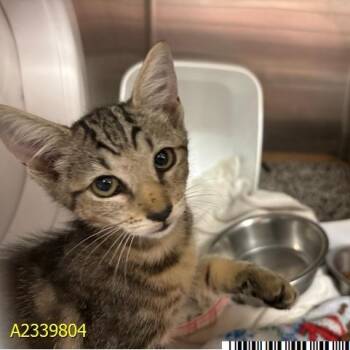 Noodles -  Domestic Short Hair Cat for Adoption in West Palm Beach, Florida - Noodles | PetCurious