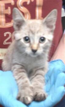 A478176 -  Domestic Short Hair Cat for Adoption in Oklahoma City, Oklahoma - A478176 | PetCurious