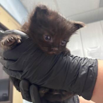 Chipmunk -  Domestic Long Hair Cat for Adoption in Riverside, California - Chipmunk | PetCurious