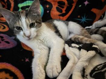 Rescue Torbie Cats for Adoption in Cranford, New Jersey - Stella | PetCurious