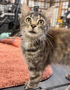 Tink -  Domestic Medium Hair Cat for Adoption in Dyersburg, Tennessee - Tink | PetCurious