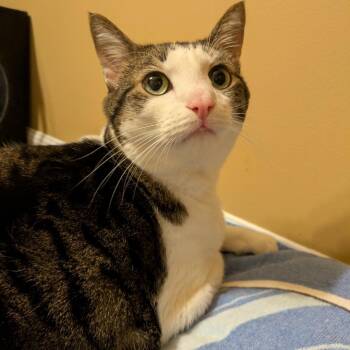 Domestic Short Hair Cats Available for Adoption in Cumming, Georgia - Moose | PetCurious