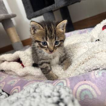 Domestic Short Hair Cats Available for Adoption in Madison, Wisconsin - Slater | PetCurious