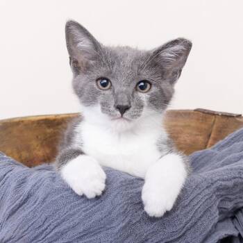 Domestic Short Hair Cats Available for Adoption in Franklin, Tennessee - Wolfgang Puck | PetCurious