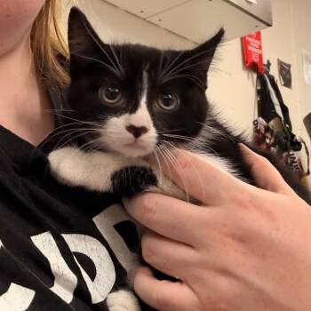 Eclair -  Domestic Short Hair Cat for Adoption in Indianapolis, Indiana - Eclair | PetCurious
