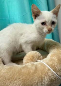 Ghost -  Siamese Cat for Adoption in Evansville, Indiana - Ghost | PetCurious