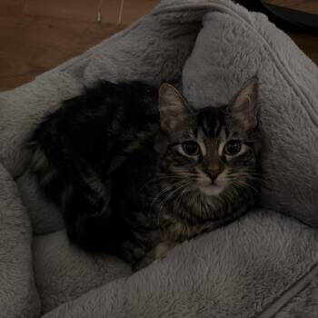 Relish -  Domestic Short Hair Cat for Adoption in Tempe, Arizona - Relish | PetCurious