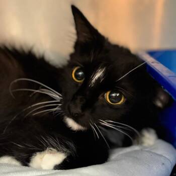 Pantera -  Domestic Long Hair Cat for Adoption in Clarksville, Arkansas - Pantera | PetCurious