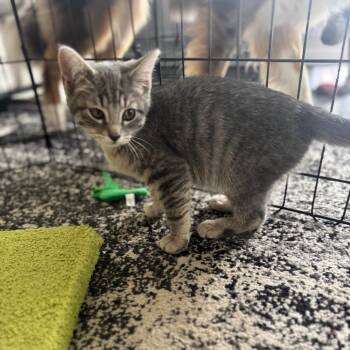 Catniss Everclean -  Domestic Short Hair Cat for Adoption - Catniss Everclean | PetCurious