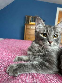 Rescue Domestic Medium Hair Cats for Adoption in Gladstone, Oregon - Hazelkit - Mistletoe Litter | PetCurious