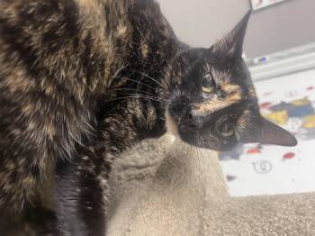 Rescue Dilute Tortoiseshell Cats for Adoption - WINNIE | PetCurious