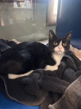 BESSIE -  Domestic Short Hair Cat for Adoption in Westminster, Maryland - BESSIE | PetCurious