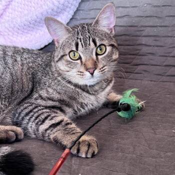 Domestic Medium Hair Cats Available for Adoption in Chapel Hill, North Carolina - Joel | PetCurious