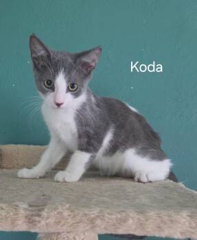 Koda -  Domestic Short Hair Cat for Adoption in Oviedo, Florida - Koda | PetCurious