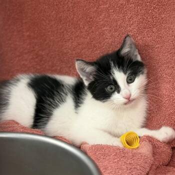 LAILA -  Domestic Short Hair Cat for Adoption - LAILA | PetCurious