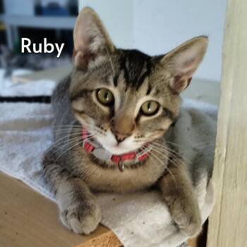 Ruby (Courtesy Posting) -  Tabby and Domestic Short Hair Cat for Adoption in Hermosa Beach, California - Ruby (Courtesy Posting) | PetCurious