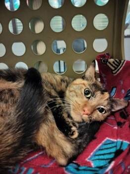 Domestic Short Hair Cats Available for Adoption - Frankie Stein | PetCurious