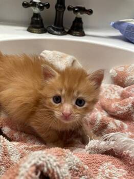 Domestic Short Hair Cats Available for Adoption in Ontario, California - DALLAS - IN FOSTER | PetCurious