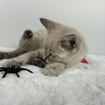 Charlene -  Siamese Cat for Adoption in Johnson City, Tennessee - Charlene | PetCurious