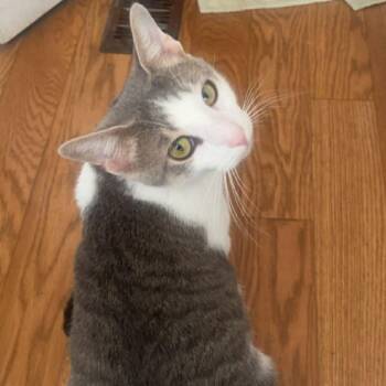 Domestic Short Hair Cats Available for Adoption in Debary, Florida - Lily | PetCurious