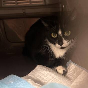 Gale -  Domestic Short Hair Cat for Adoption in Salt Lake City, Utah - Gale | PetCurious