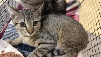 CORN -  Domestic Short Hair Cat for Adoption in Doral, Florida - CORN | PetCurious