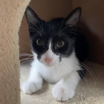 Mei Mei -  Domestic Short Hair Cat for Adoption in Laredo, Texas - Mei Mei | PetCurious