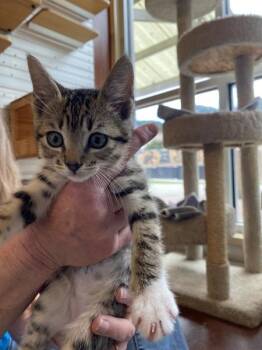 Biscuit -  Domestic Short Hair Cat for Adoption in Salinas, California - Biscuit | PetCurious