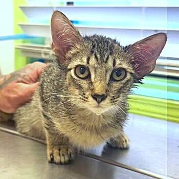 Rescue Domestic Short Hair Cats for Adoption in Warrensburg, Missouri - Sebastian | PetCurious