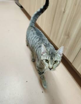 Rescue Domestic Short Hair Cats for Adoption in Kennewick, Washington - Cleo | PetCurious