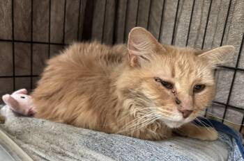 William -  Domestic Medium Hair Cat for Adoption in Beverly, Massachusetts - William | PetCurious
