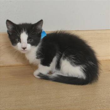 Wawa C69429 -  Domestic Short Hair Cat for Adoption in Minnetonka, Minnesota - Wawa C69429 | PetCurious