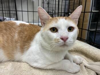 Thumbs -  Domestic Short Hair Cat for Adoption in Bridgeport, Connecticut - Thumbs | PetCurious