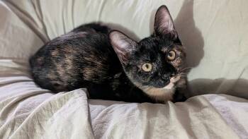 Torta -  Domestic Short Hair and Tortoiseshell Cat for Adoption in Houston, Texas - Torta | PetCurious