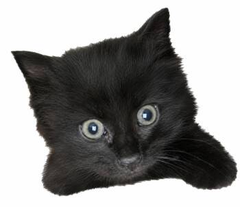 Indie -  Domestic Long Hair Cat Available for Adoption in Glendale, Arizona - Indie | PetCurious