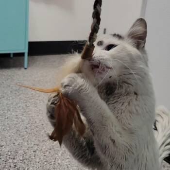 Domestic Short Hair Cats Available for Adoption - Kuzco | PetCurious