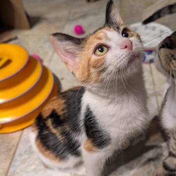Brittany -  Domestic Short Hair Cat for Adoption in Columbiana, Alabama - Brittany | PetCurious