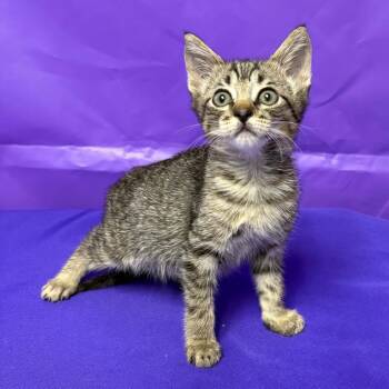 Peter -  Domestic Short Hair Cat for Adoption in North Myrtle Beach, South Carolina - Peter | PetCurious