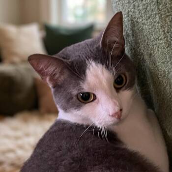 RIVER -  Russian Blue and Tuxedo Cat for Adoption in Oakwood, Georgia - RIVER | PetCurious