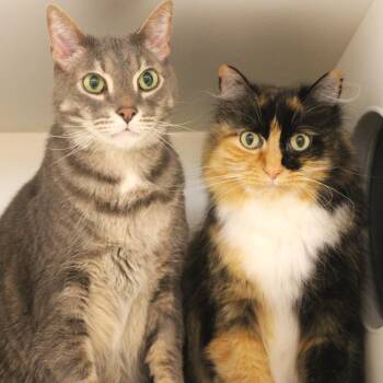 Riley -  Domestic Long Hair Cat for Adoption in Champaign, Illinois - Riley | PetCurious