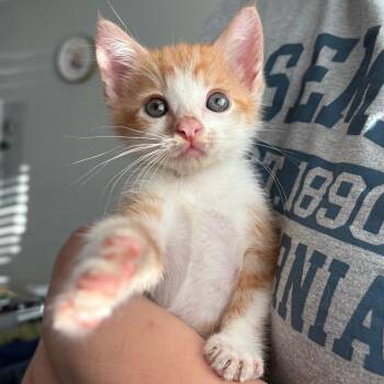 Mr. Coleman -  Domestic Short Hair Cat for Adoption in Lakewood, California - Mr. Coleman | PetCurious