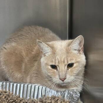 Domestic Short Hair Cats Available for Adoption in Charlottesville, Virginia - Peperomia | PetCurious