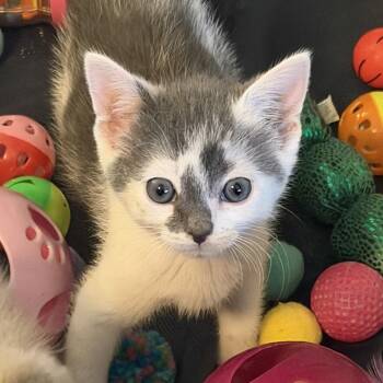 Tucker -  Domestic Short Hair Cat for Adoption in Tustin, California - Tucker | PetCurious