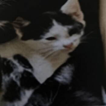 Domestic Short Hair Cats Available for Adoption in Hemet, California - Boots | PetCurious
